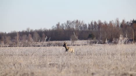 Roe-deer-in-mating-season-in-frosty-dry-grass-field