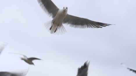 Slow-motion-footage-in-frames-per-second-of-a-seagull-catching-some-bread-while-flying-in-the-air