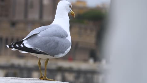 Slow-motion-footage-of-seagull-flying-away-in-Rome,-Italy