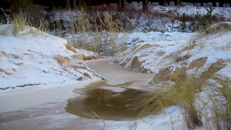 Reeds-on-frozen-rivers-bank-in-wind