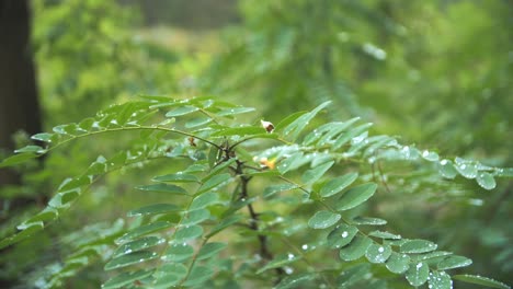 Regentropfen-Auf-Blättern-In-Einem-Schönen-Grünen-Wald-Nach-Dem-Regen-Mit-Verschwommenem-Hintergrund---4k-Zeitlupe