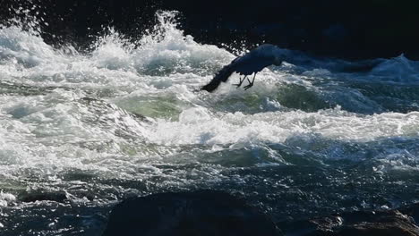 Great-Blue-Heron-flies-away-in-the-Deschutes-River,-Oregon