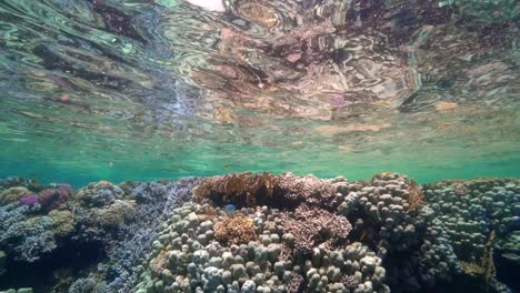 Direkt-Unter-Der-Oberfläche-Spiegelreflexion-Eines-Gesunden-Flachen-Korallenriffs-In-Zeitlupe