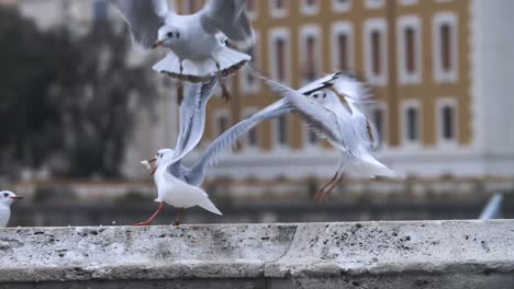 Slow-motion-footage-of-many-seagulls-fighting-for-food-in-Rome,-Italy