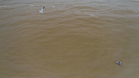Pelikane-Fliegen-Und-Landen-Auf-Der-Meeresmündung,-Jagen-Nach-Fischen,-Luftaufnahme