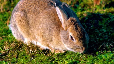 Close-Of-Brown-Rabbit-Eating-Grass-At-Texel-Wadden-Island,-Amsterdam