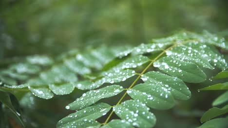 Regentropfen-Auf-Grünen-Blättern-In-Einem-Wald-An-Einem-Regnerischen-Tag---4k-Zeitlupe