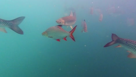Tauchte-Im-Blauen-Meer-Von-Khao-Sok,-Thailand,-Und-Fand-Einen-Schwarm-Von-Karpfenfischen-In-Einem-Fressrausch---Unter-Wasser