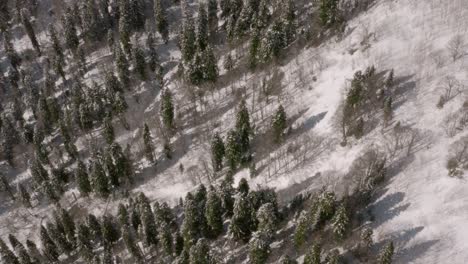 Winterlandschaft-Mit-Schneebedeckten-Nadelbäumen-Auf-Schneebedecktem-Hügel,-Antenne