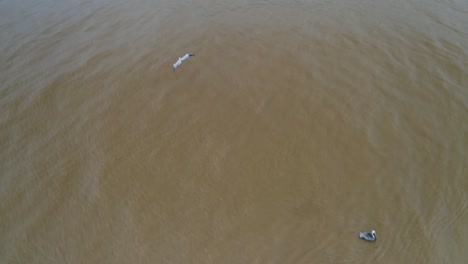 Pelican-flying-and-hunting-over-brackish-sea-estuary-water,-aerial-view