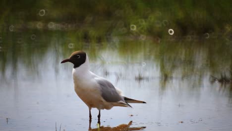 Black-headed-gull-looking-for-food-in-shallow-water