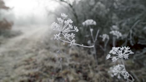 Frosty-white-dry-fennel-weed-gently-moving-in-a-breeze-on-cold-winter-day