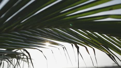 Sunlight-flickering-through-palm-tree-frond,-summer-travel-background