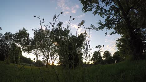 Low-view-angle-camomille-time-lapse-in-sunset-light