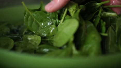 Caucasian-male-hand-washes-green-baby-leaf-spinach-in-green-bowl-filled-with-water