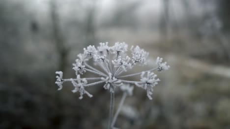 Close-up-shot-of-white-frost-stuck-on-dry-fennel-weed-on-cold-winter-day