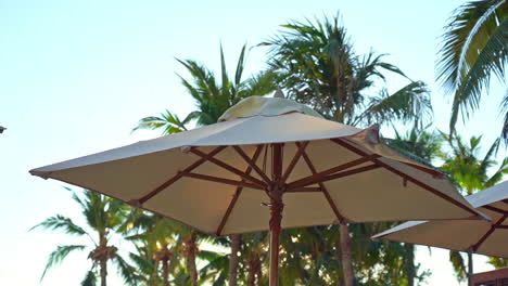 Beach-umbrella-shelter-with-waving-palm-trees,-medium-shot