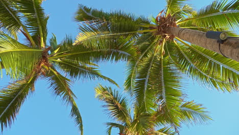 Revolving-shot-of-palm-paradise-trees,-low-angle-shot