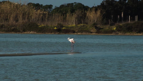 Lonely-flamingo-cleans-with-beak-on-strip-of-sand,-Sardinia-wildlife,-static,-slomo