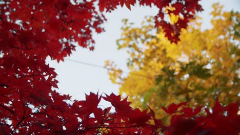 Atemberaubender-4K-Zeitlupen-Fokuszug-Von-Blättern-Von-Einem-Baum-In-Den-Farben-Des-Herbstes:-Herbst-In-Rot,-Gelb-Und-Orange