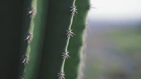 Beautiful-cactus-plant-thorns-with-spider-web-attached,-macro-closeup