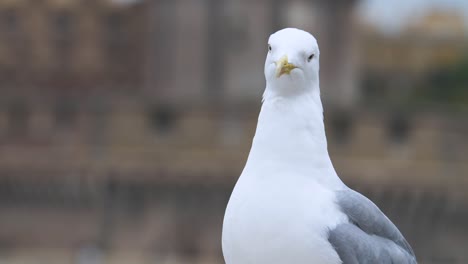 Seagull-close-shot-in-slow-motion-filmed-in-Rome,-Italy