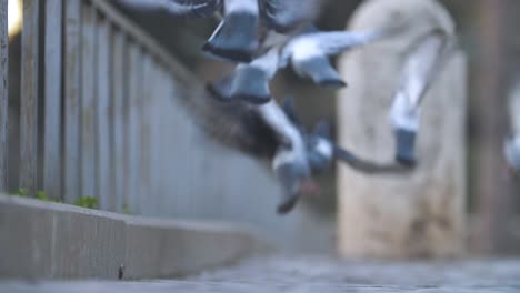 Zeitlupenaufnahmen-Einer-Gruppe-Von-Tauben,-Die-Angst-Bekommen-Und-Davonfliegen