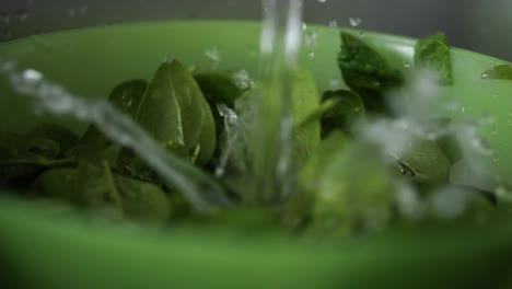 Current-of-water-falling-between-green-leaves-of-baby-spinach-in-plastic-bowl-creating-small-fountain-like-effect,-SLOW-MOTION
