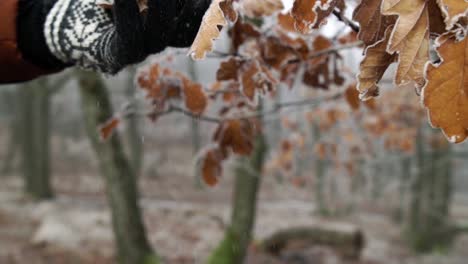 Man-with-gray-cotton-gloves-touching-frozen-dry-leaves-while-white-frost-is-falling-to-the-ground,-SLOW,-MOTION