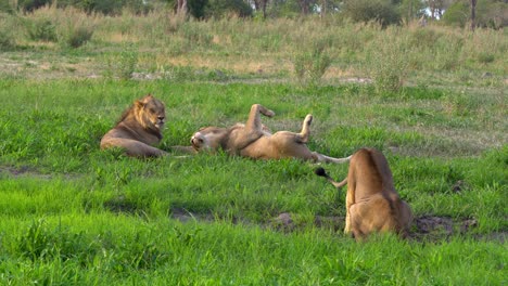 Four-young-lions-drinking,-stretching-and-resting-in-the-green-grass-of-the-Okavango-Delta