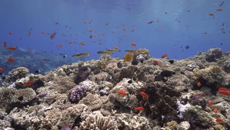 Vida-De-Los-Peces-Alrededor-De-Un-Arrecife-De-Coral-Saludable-En-El-Mar-Rojo