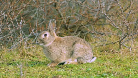 European-Rabbit,-Coney-Sitting-On-The-Green-Grass-With-Bare-Plants-On-The-Background-In-Texel,-The-Wadden-Islands-In-Netherlands