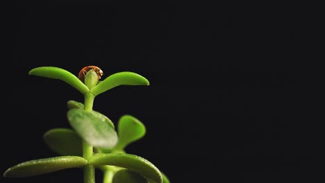 Ladybug-crawling-on-the-top-of-the-green-plant