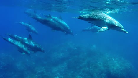 Hermosa-Escena-Submarina-Con-Una-Manada-De-Delfines-En-Aguas-Azules-Brillantes