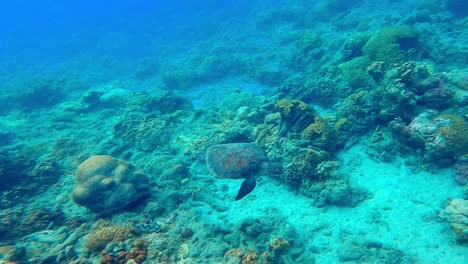 Green-sea-turtle-in-a-beautiful-turquoise-blue-sea-with-coral-and-fish-around-Chichijima,-Japan