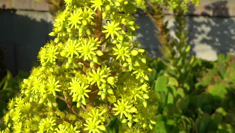 Bess-hunting-for-nectar-on-bright-yellow-Aeonium-Arboreum-flowers---slowmo