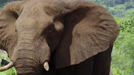 Close-up-of-an-elephant's-face-walking-toward-the-camera