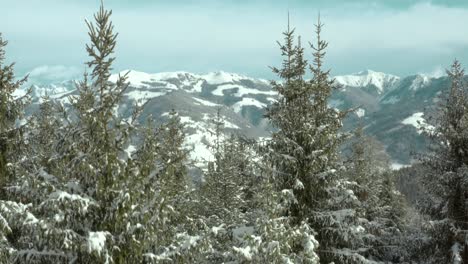 Schneebedeckte-Nadelkiefern-In-Winterlicher-Naturlandschaft