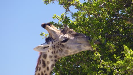 Nahaufnahme-Einer-Giraffe,-Die-Blätter-Frisst