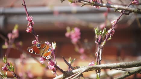 Beautiful-slow-motion-footage-of-a-European-peacock-butterfly-collecting-nectar-on-pink-blossoms