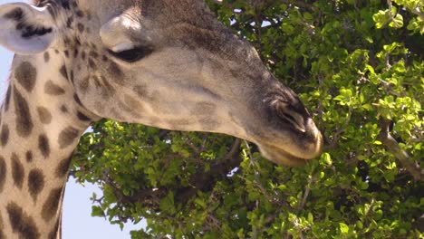 Close-up-of-giraffe-eating-leaves-high-up-in-the-trees