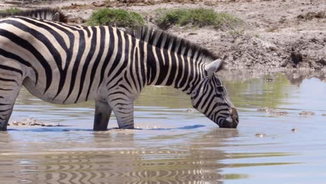 Zebras-Versammeln-Sich-Im-Wasserloch