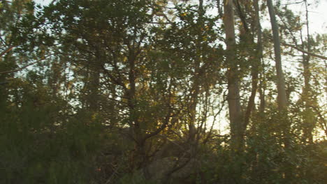Panoramic-view-of-a-forest-at-sunset-with-the-sun-through-the-trees