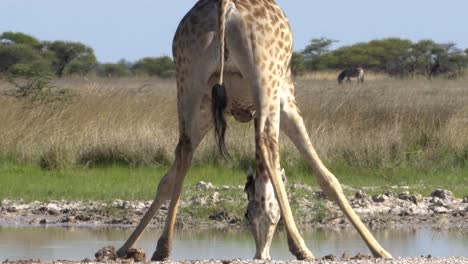 Giraffe,-Die-Von-Hinten-Trinkt
