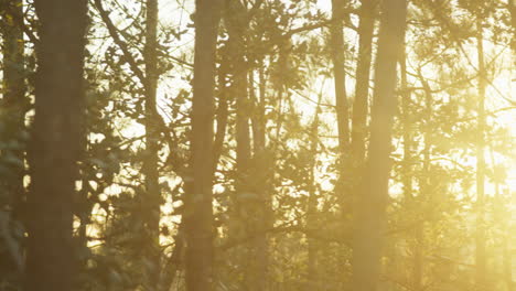 Waldhintergrundbeleuchtung-Zwischen-Bäumen-Mit-Blendenfleck-Von-Der-Sonne