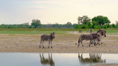 Zebra,-Das-Entlang-Des-Wassers-Geht,-Erstaunlicher-Spiegeleffekt