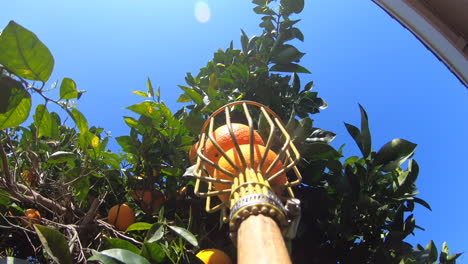 Recogiendo-Naranjas-Usando-Un-Recolector-De-Frutas-Bajo-El-Cielo-Azul-Brillante---Tiro-Pov
