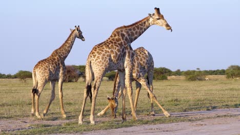 Drei-Giraffen,-Die-Sich-Um-Ein-Wasserloch-Versammeln