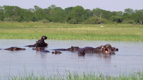 Hipopótamos-Relajándose-Y-Bostezando-En-El-Delta-Del-Okavengo