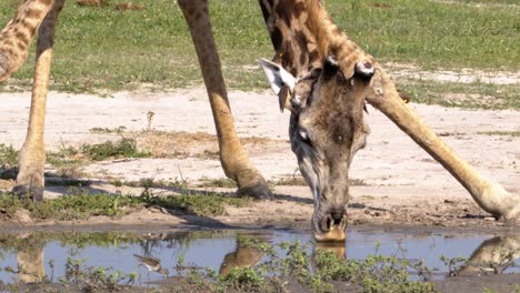 Giraffe,-Die-Vor-Der-Kamera-Trinkt